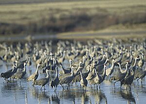 SandhillCranesMuleshoeNWR
