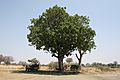 Sausage Tree in Botswana