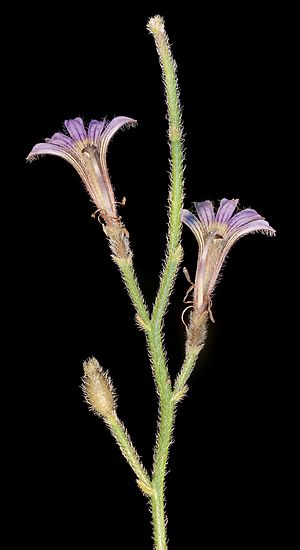 Scaevola parvifolia (15231862350).jpg