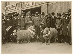 Sheep shows, sheep and wool industry - by Sam Hood (3210745411)