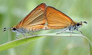 Skippers-mating