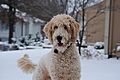 Snowy goldendoodle