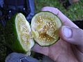 Solanum quitoense unripe fruit flesh
