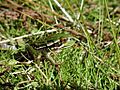 Southern Bell Frog in grass