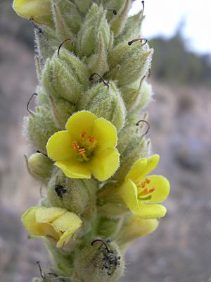 Starr 040723-0267 Verbascum thapsus