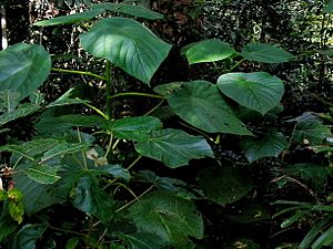 Stinging tree