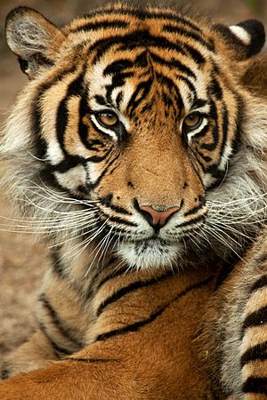 Sumatra-tiger Panthera-tigris-sumatrae.jpg
