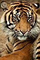 Sumatra-tiger Panthera-tigris-sumatrae