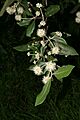 Syncarpiaglomuliferaflwr