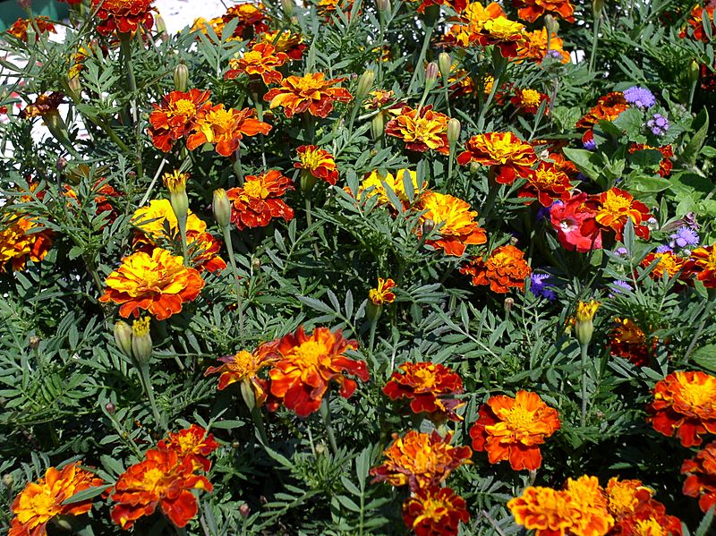 Tagetes-2