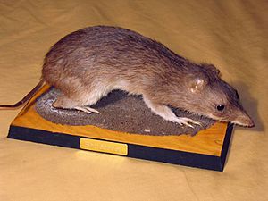 Taxidermied Bandicoot