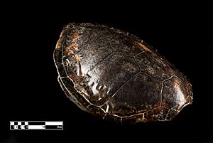 Taxidermy of turtle shell (Chelonia mydas)