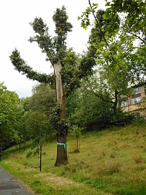 The Suffragette Oak (geograph 6240478).jpg