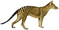 Thylacinus cynocephalus white background