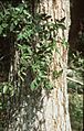 Ulmus crassifolia (USDA)