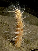 Veretillum sp. (Sea pen) at night