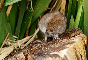 Vole Scratch - geograph.org.uk - 2910633