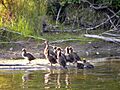 Waterfowl on shore of Frame Lake
