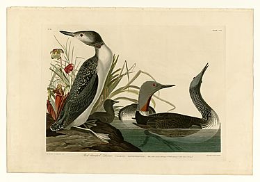 202 Red-Throated Diver