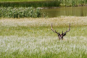 A107, Yellowstone National Park, Wyoming, USA, elk, 2004