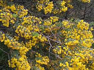 Acacia brachybotrya.jpg