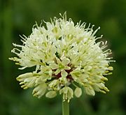 Allium victorialis 090705a.jpg