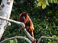 Howler monkey Facts for Kids