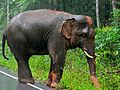 Asian Elephant (Elephas maximus) (7852943934)