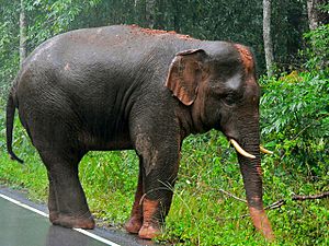 Asian Elephant (Elephas maximus) (7852943934)