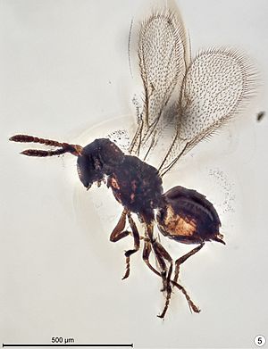 Baeomorpha liorum allotype male.jpg