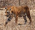 Bengal Tiger Karnataka