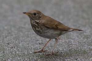 Bicknell's thrush - prospect park, ny 2