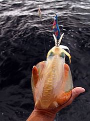 Bigfin reef squid (Sepioteuthis lessoniana) caught off Pekan, Pahang, Malaysia