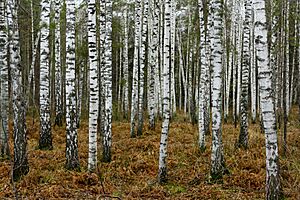 Birches near Novosibirsk in Autumn