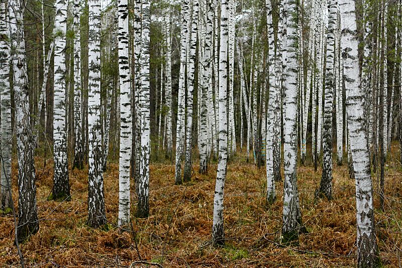 Birches near Novosibirsk in Autumn
