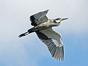 Black-headed Heron flying RWD