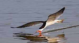 Black skimmer (Rynchops niger) in flight