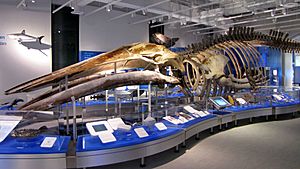 Blue Whale skeleton, Canadian Museum of Nature