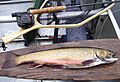 Brook trout, caught on Enchanted Pond, June 2007