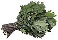 CSA-Red-Russian-Kale
