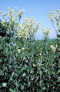 Cacalia atriplicifolia habitat
