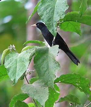 Cacicus uropygialis Arrendajo culirrojo Scarlet-rumped Cacique (12979113854).jpg