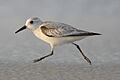 Calidris-alba-001