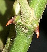 Capparis tomentosa thorns close 07 08 2010