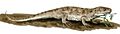 Captorhinus BW