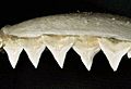 Carcharhinus leucas upper teeth