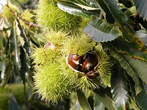 Castanea sativa fruit