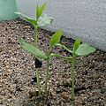Celtis occidentalis seedlings