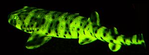 Cephaloscyllium ventriosum biofluorescence