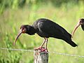 Cercibis oxycerca Tarotaro Sharp-tailed Ibis (6288776691)